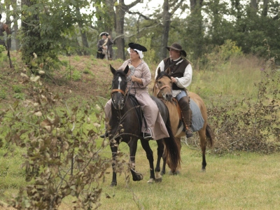 horses3464